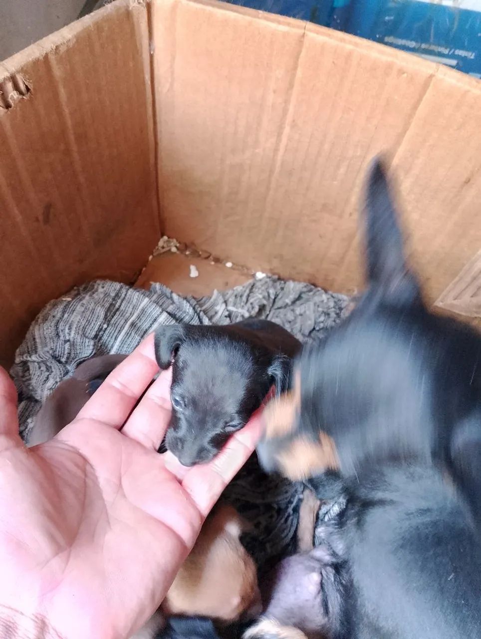 Verda de Pinscher 2 - Foto 3