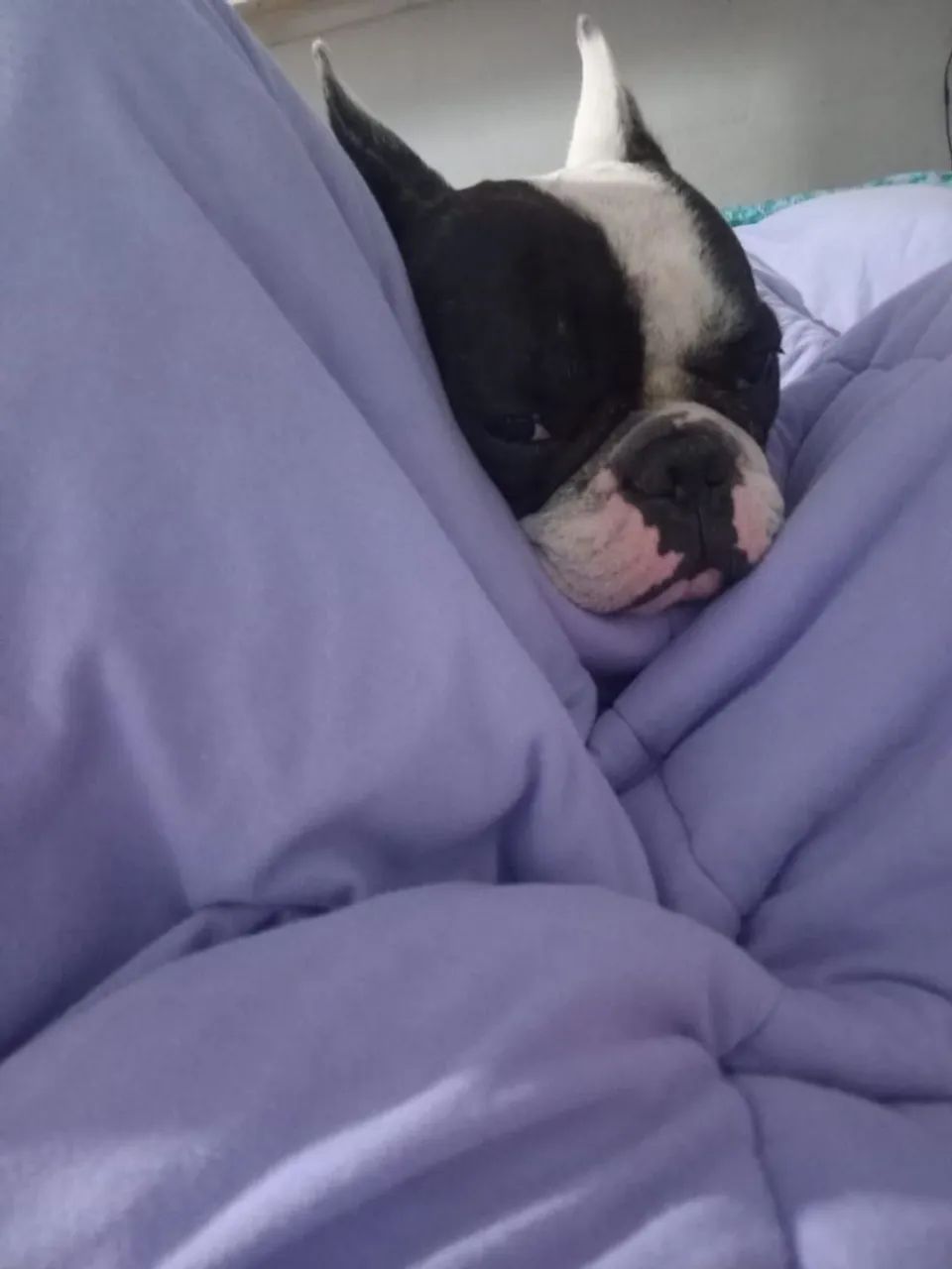 Buldog francês  - Foto 2