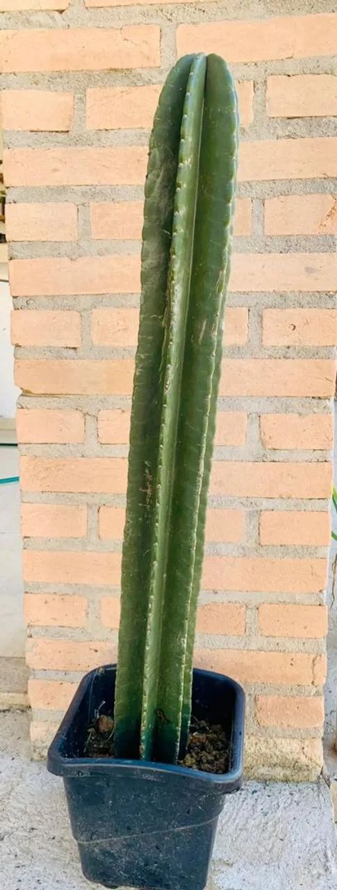 Mudas de cactos mandacaru - Foto 2