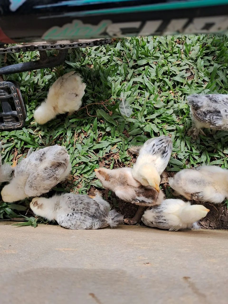 Pintinhos de Galinha Brahma 