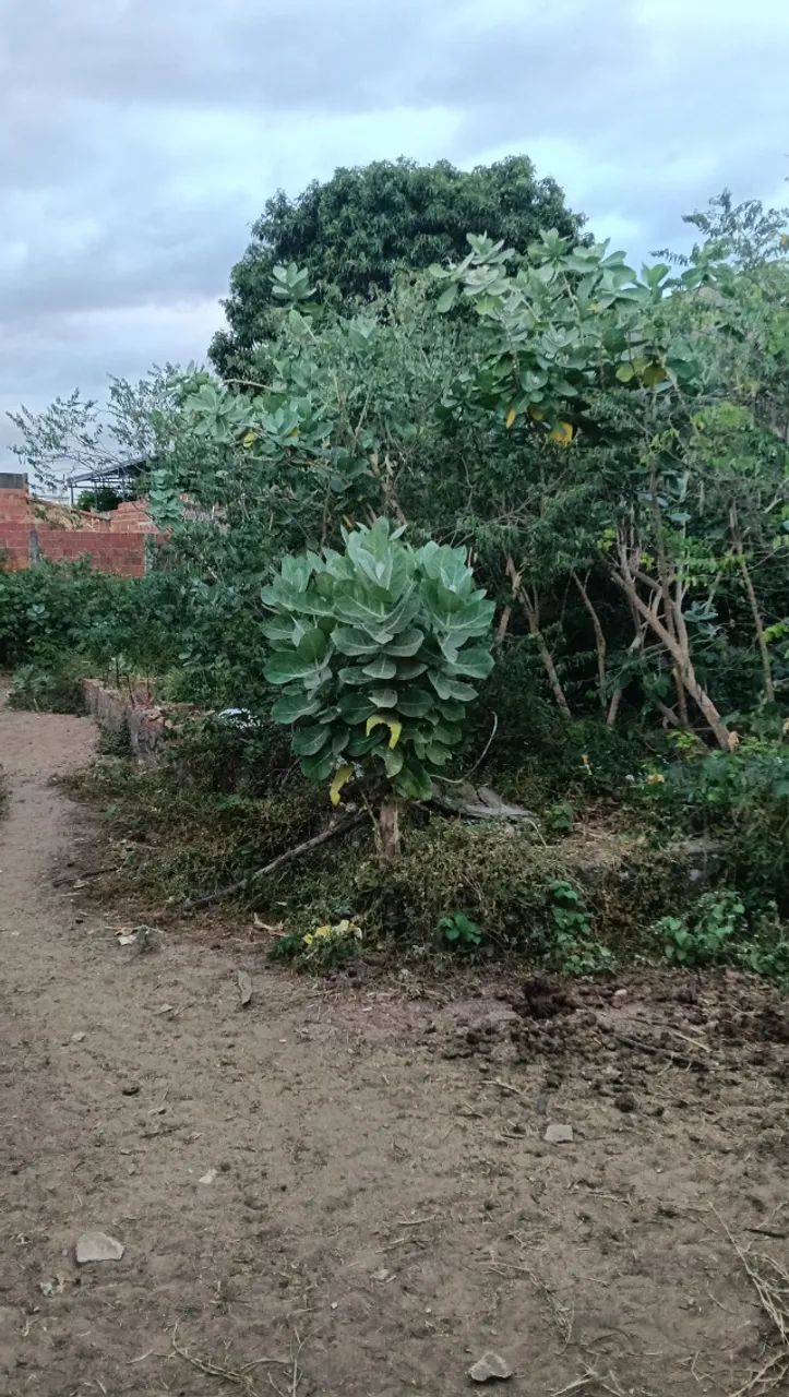 Terreno a venda  - Foto 4