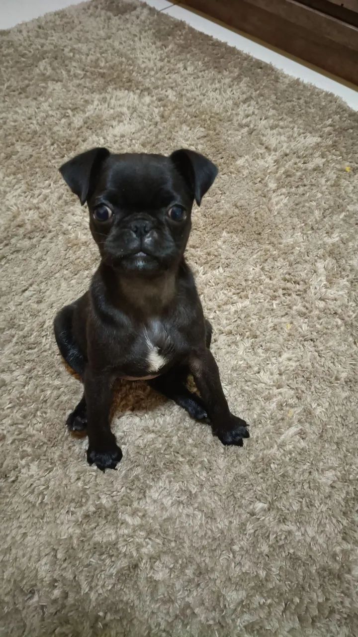 Pet 