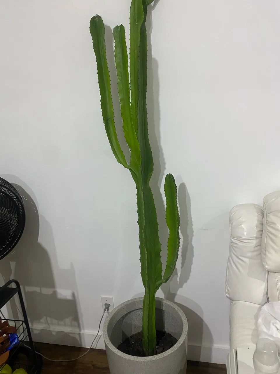 Cacto natural com vaso - Foto 3