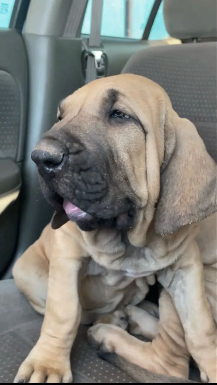 Fila brasileiro  - Foto 5