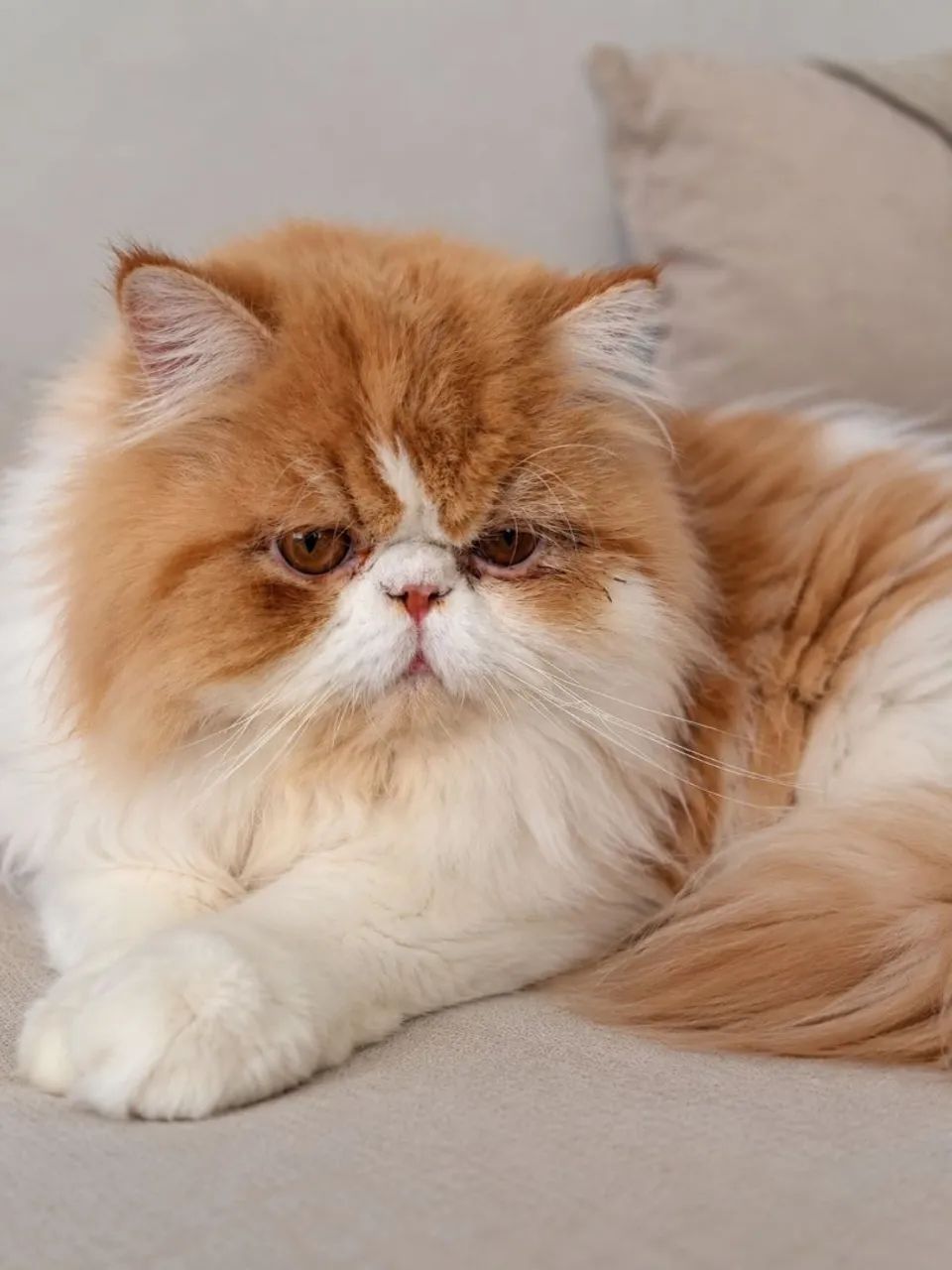 Gato persa macho