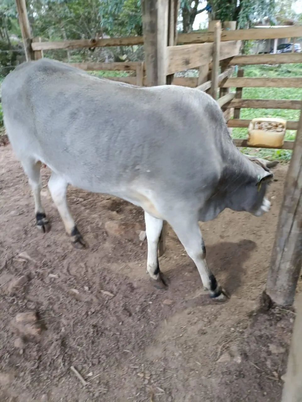 Vende-se vaca de 11 meses prenha - Foto 5