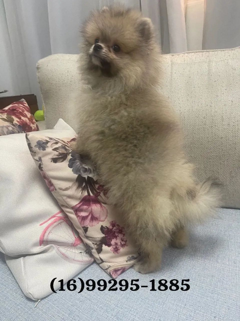 Machinho de spitz Alemão. 