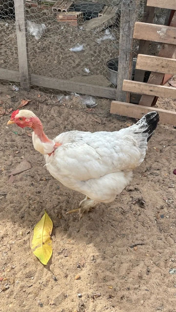 Galinha  - Foto 3