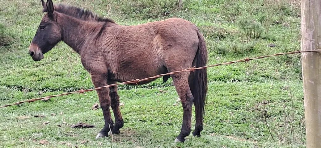 Vendo Burro 