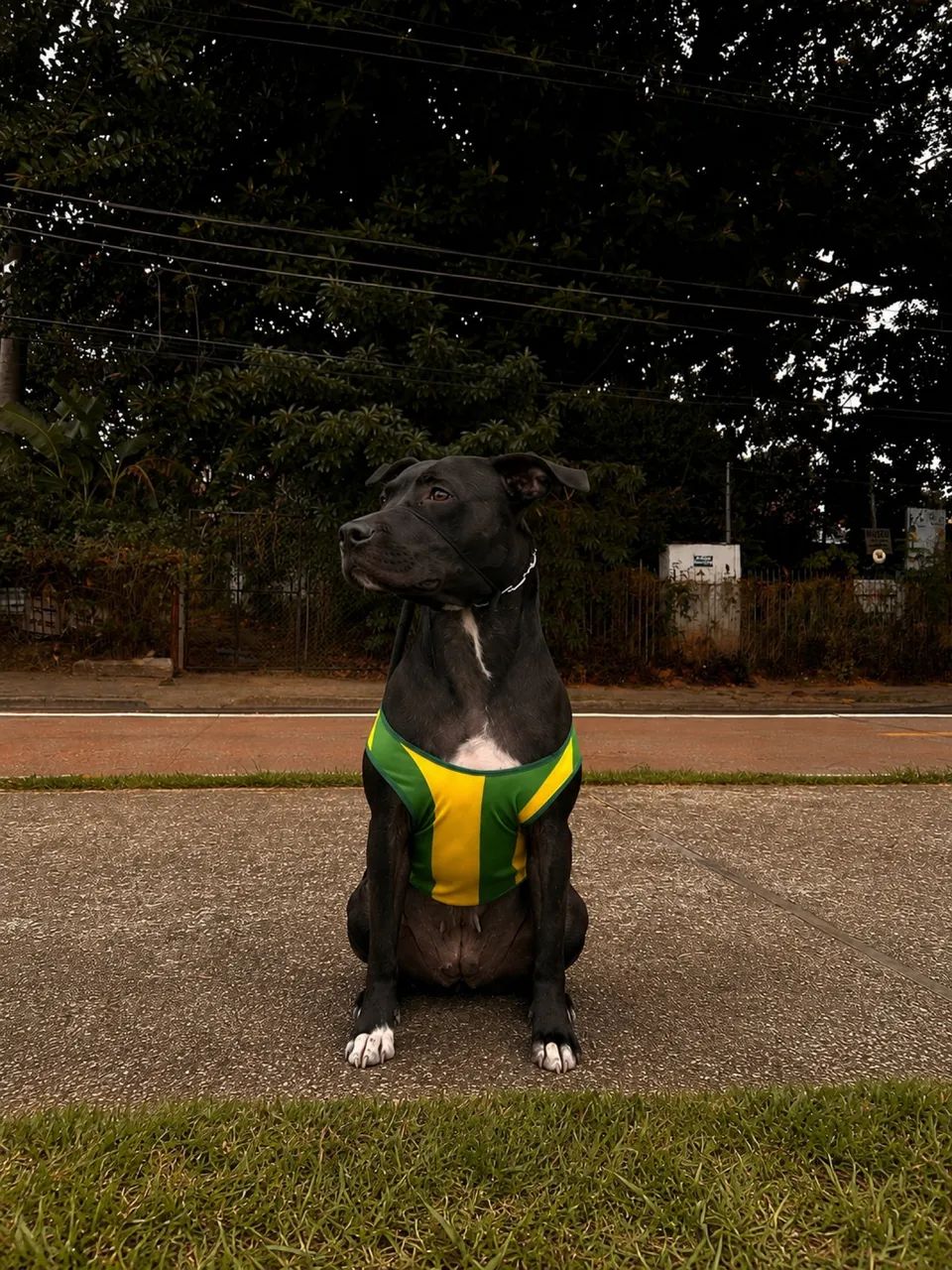 Cadela para doação 