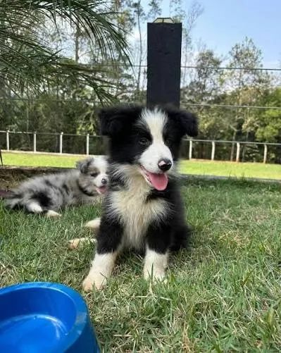 Border collie filhotes 