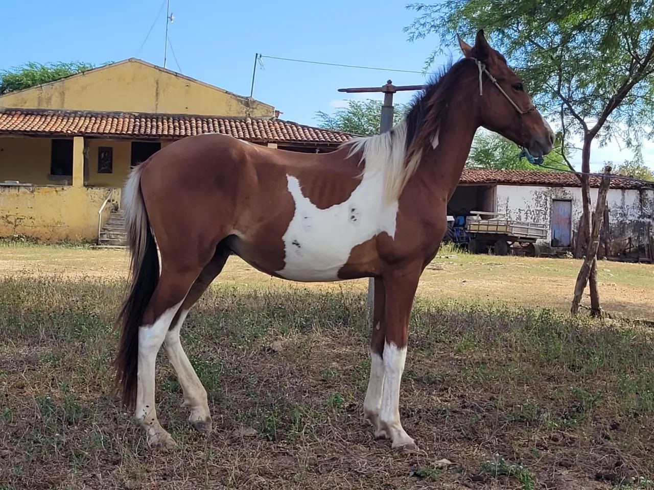 Cavalo QM com Mangalarga - Foto 2