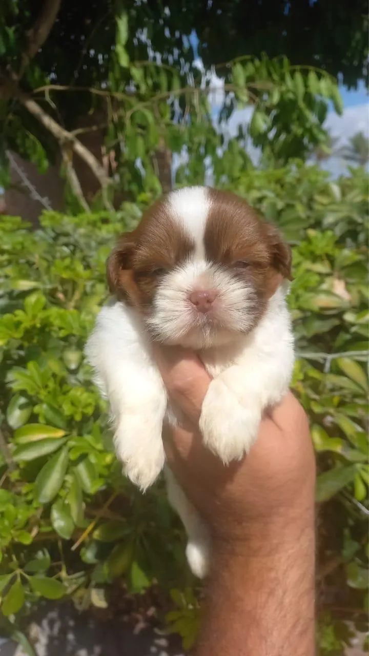 Cachorro shihtzu 
