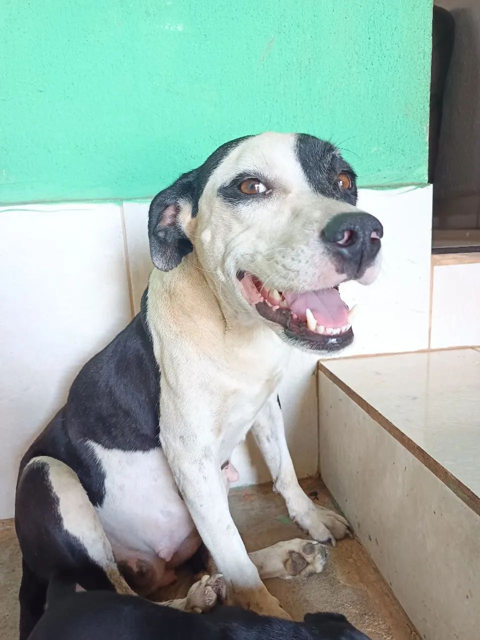 Doação de cachorro  - Foto 5