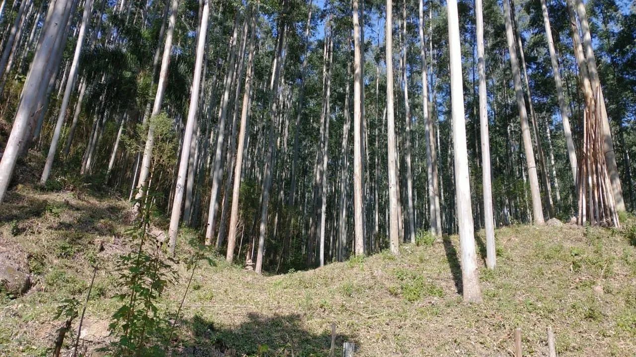 Sítio / Chácara para Venda em São Bonifácio, Centro - Foto 2
