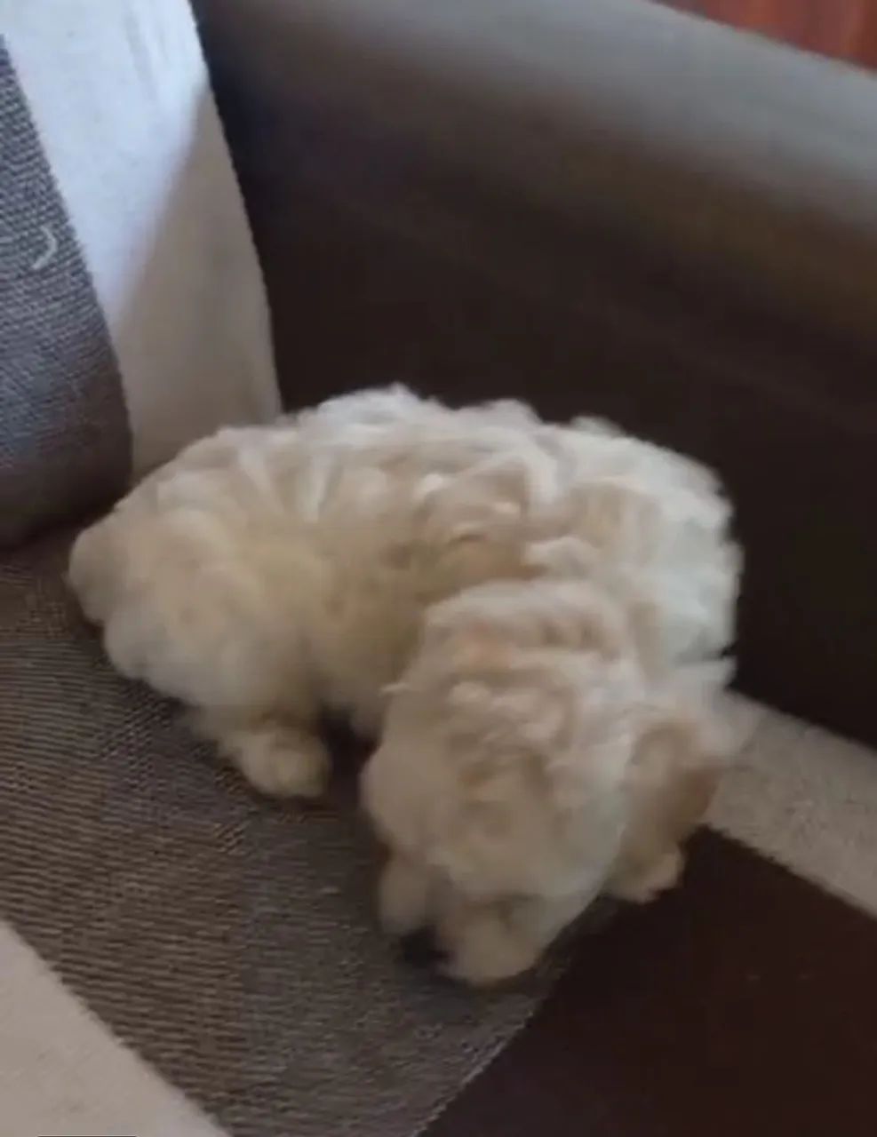 Poodle micro toy  - Foto 2