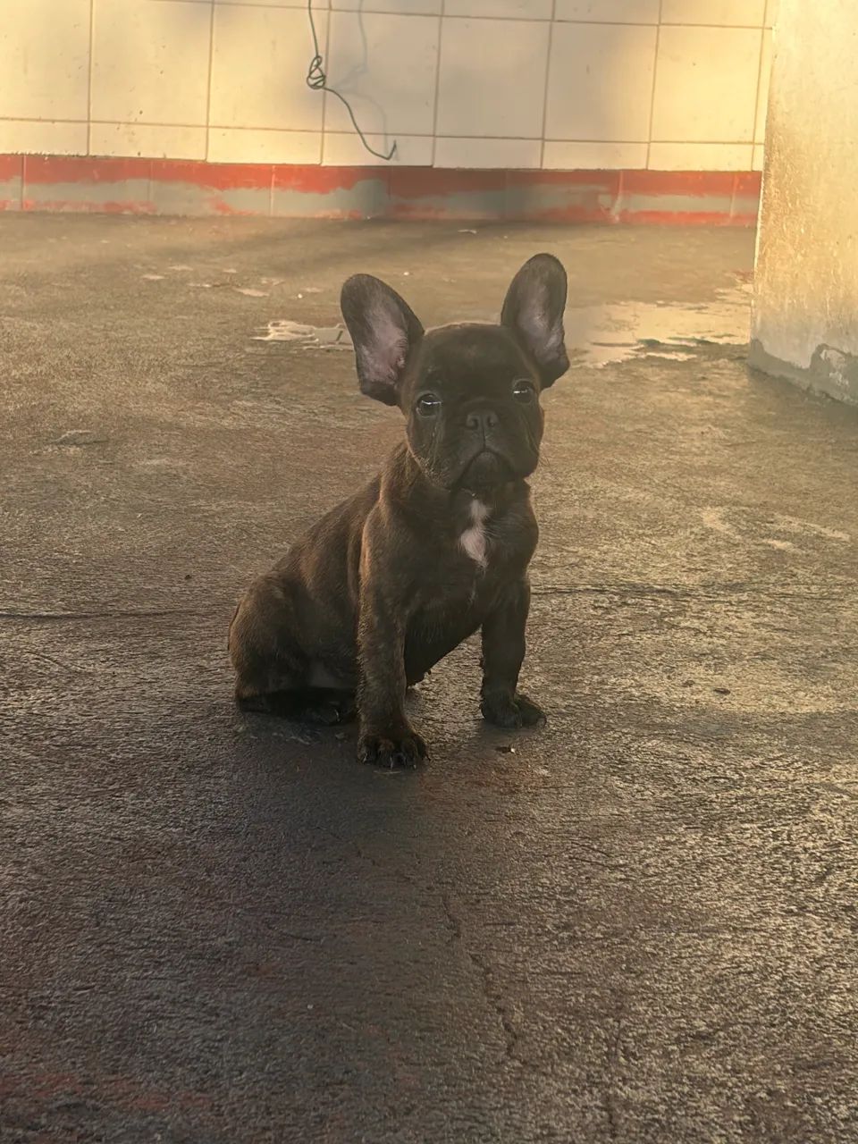 Buldogue francês  - Foto 3