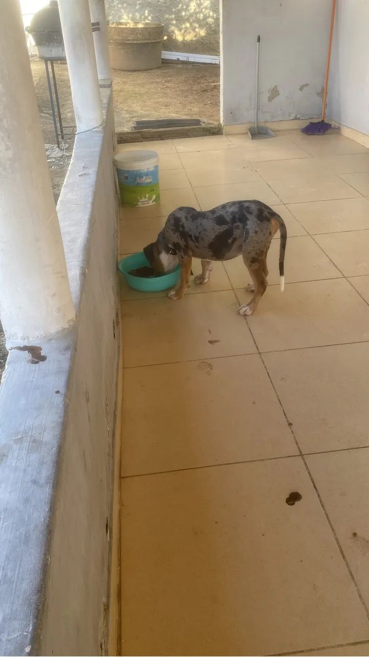 Pit Moster 6 meses macho  - Foto 3
