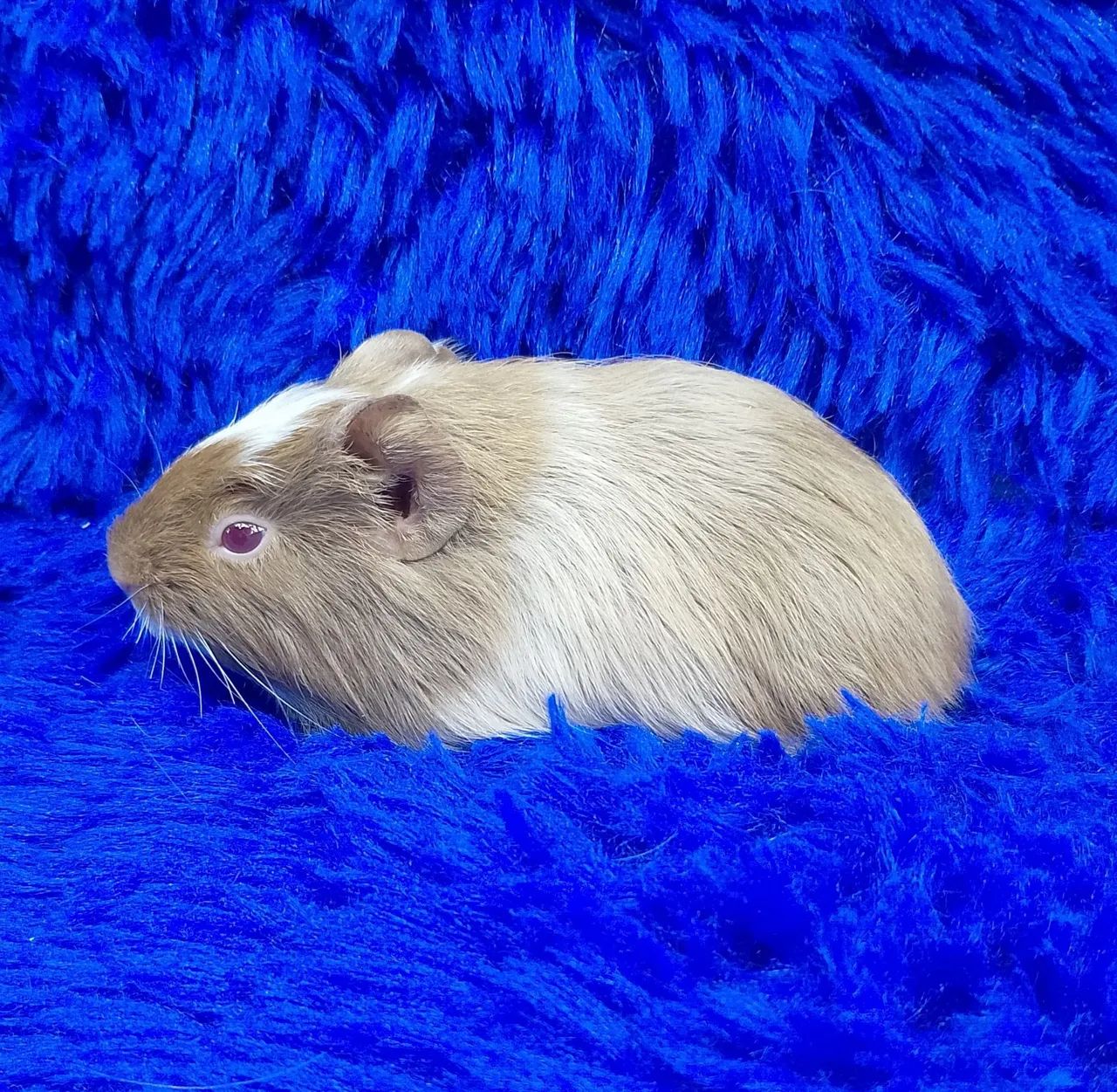 Porquinho da índia inglês  - Foto 3