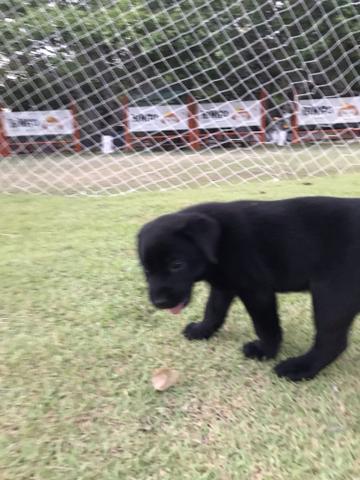 Vendo filhotes de Labrador - Foto 3