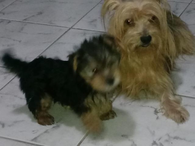 Filhotinho Yorkshire macho lindo Ligue 81 99962.7729 whatsapp. Não fico no chat da OLX