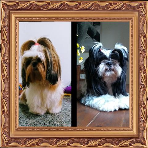 Shih tzu - Foto 2