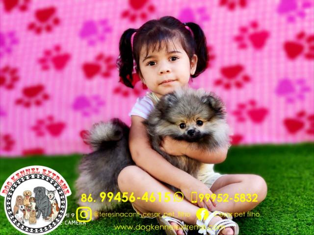 Spitz Alemão Anão(Pedigree CBKC )Canil Especializado Em Raças Pequenas
