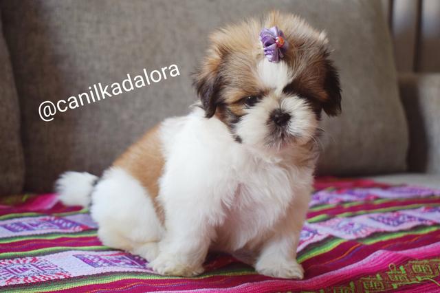 Filhote de Shih tzu fêmea com pedigree