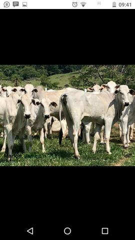 Fazenda em Americano do Brasil-Go! - Foto 20