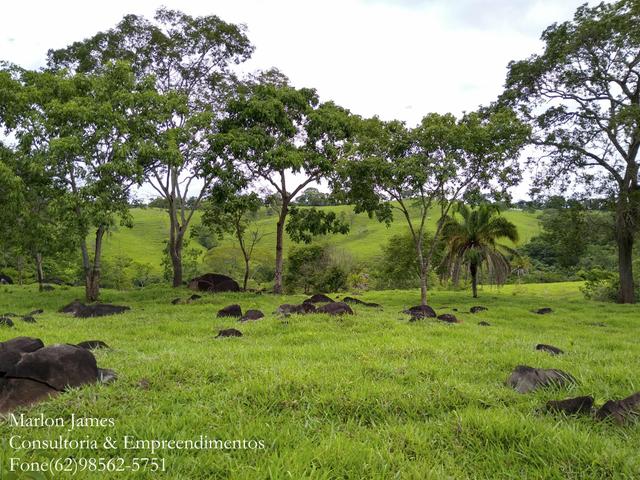 Fazenda em Americano do Brasil-Go! - Foto 16