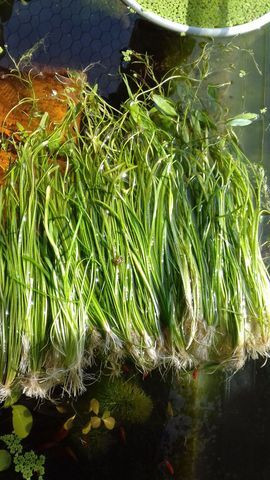 Aquário, plantas, móveis, acessórios - Foto 4