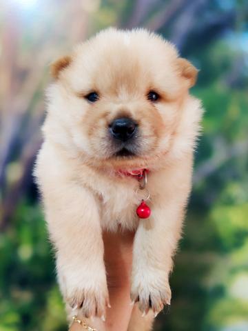 Filhotes de Chow Chow - Foto 2