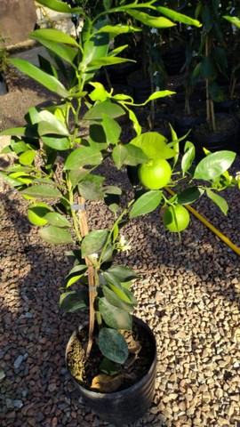 Mudas de laranja lima pera açúcar com frutas