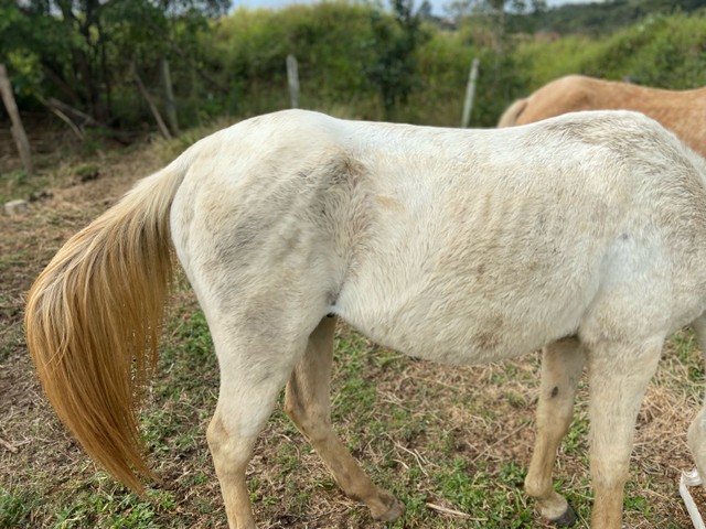Égua baia amarilha 8 anos trote potro 3 -anosbranco tordilho 