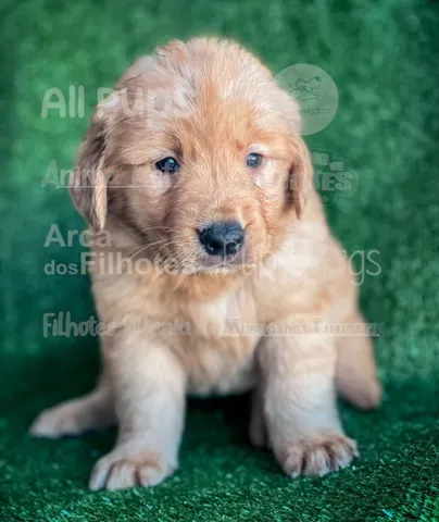 Tradução do amor! ♥️ #amor #goldenretriever #cachorro #fy