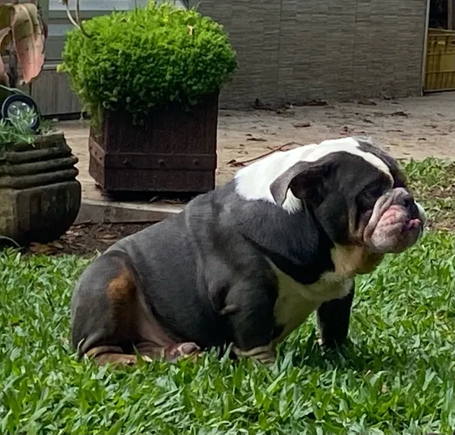 Bulldog ingles preto  +24 anúncios na OLX Brasil