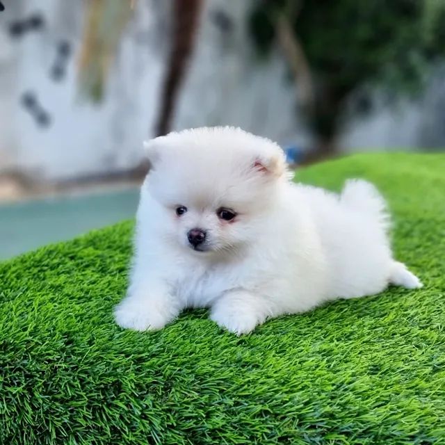 Spitz Alemão Anão Baby Face Lulu Da Pomerânia Disponíveis 