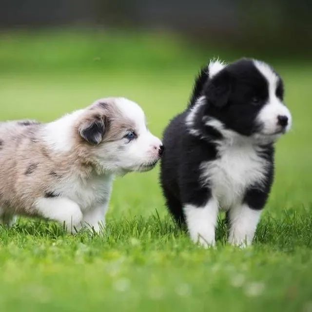 Cachorro Border Collie macho e femea, com garantia genetica vitalicia. -  Cachorros e acessórios - Munhoz Júnior, Osasco 1261817580