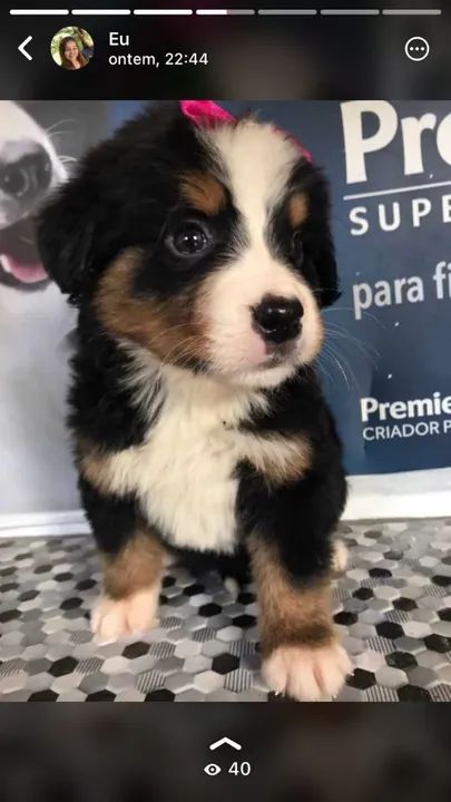 Filhote de Boiadeiro de Berna - Foto 5