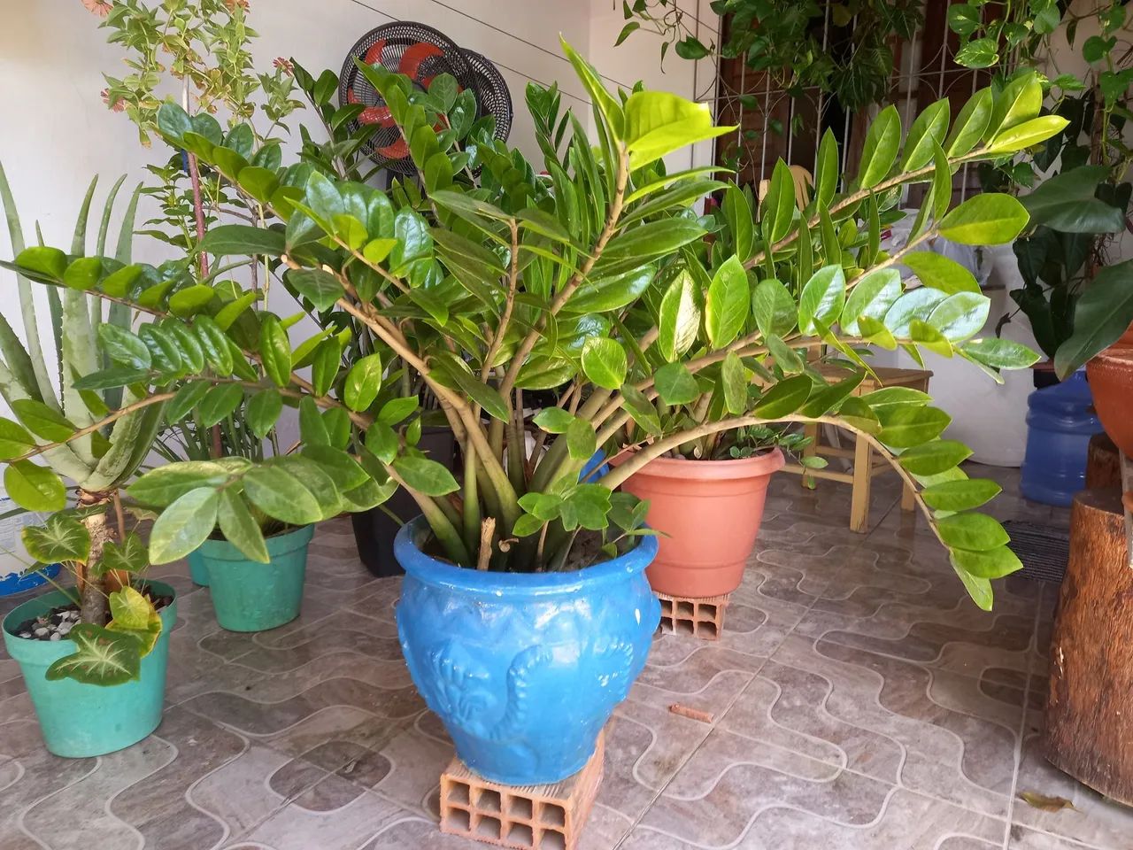 Planta Zamioculcas Zamiifolia com vaso azul  - Foto 2