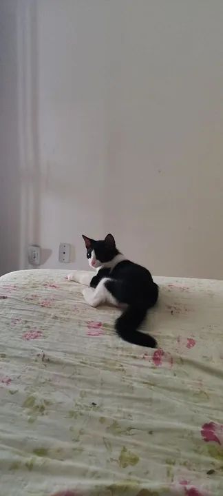 Gatinha preta e branca disponível para adoção - Foto 3