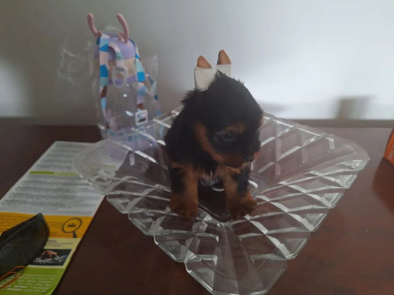 Lindos e fofinhos filhotes de Yorkshire bibelô baby face raridadede encontrar! - Foto 3