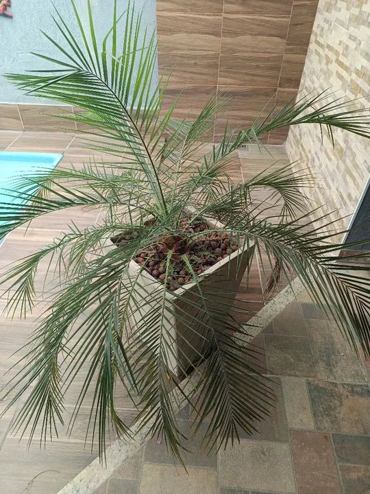 Cacto brasileirinho - Foto 2