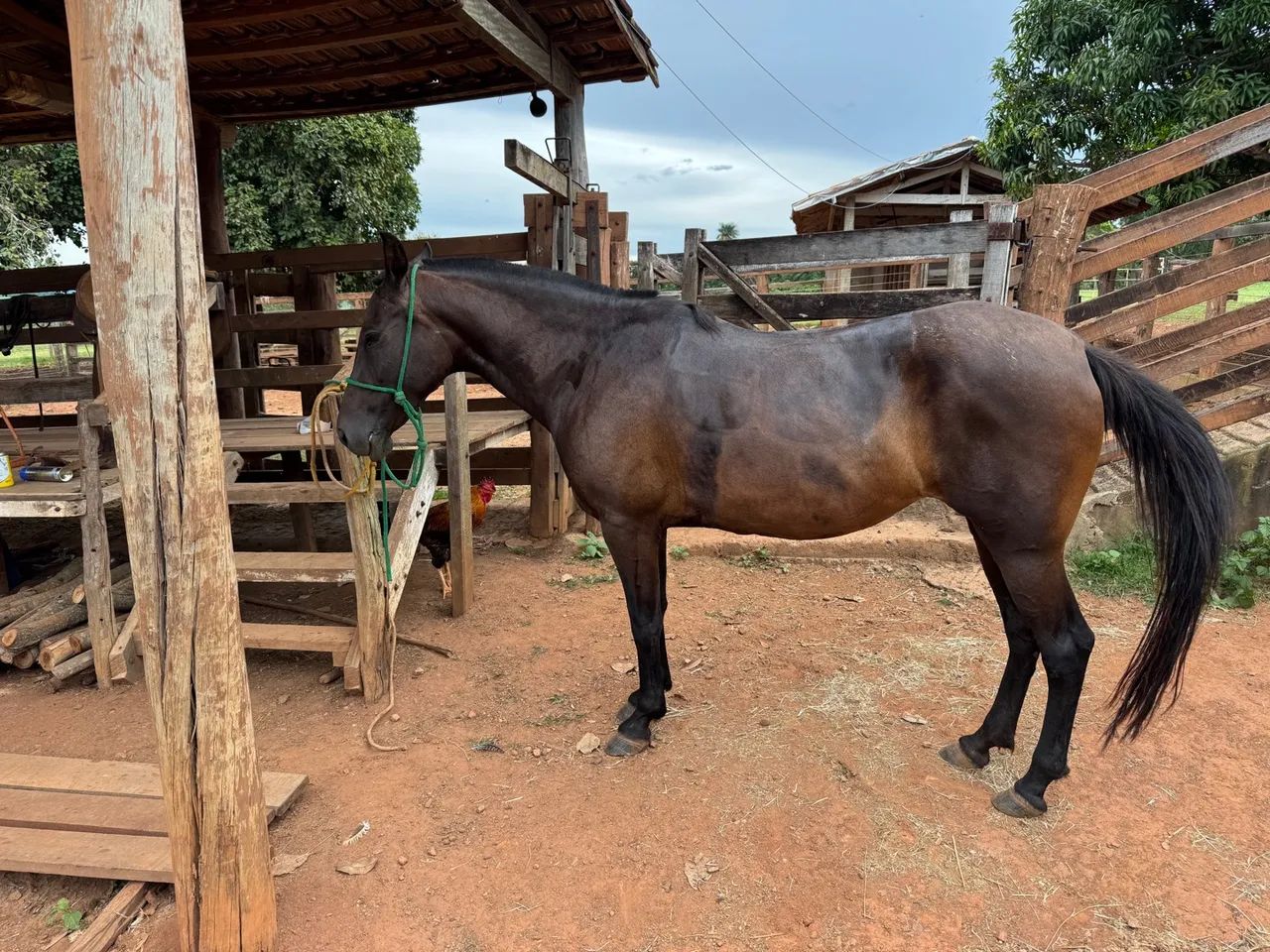 Égua  Mangalarga Marchador - Foto 2