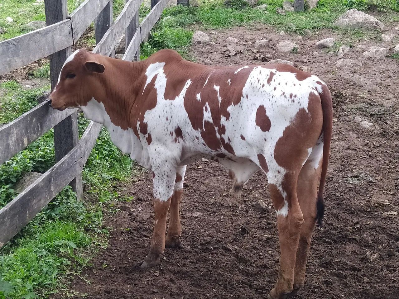 Bezerro nelore pintado. - Foto 2