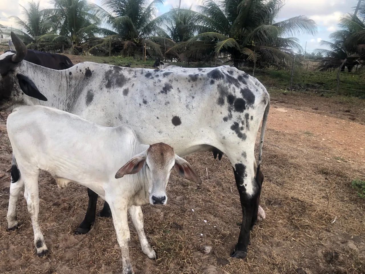 Vaca mestiça e bezerro macho - Foto 3