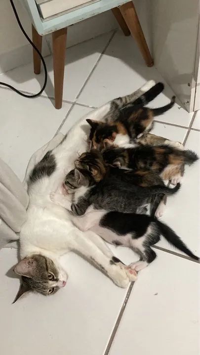 Gatinhos fofinhos para adoção - Foto 5