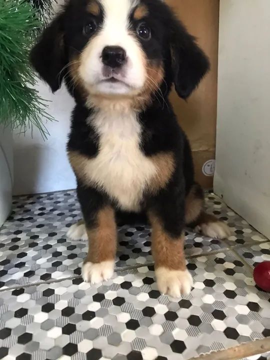 Filhote de Boiadeiro de Berna