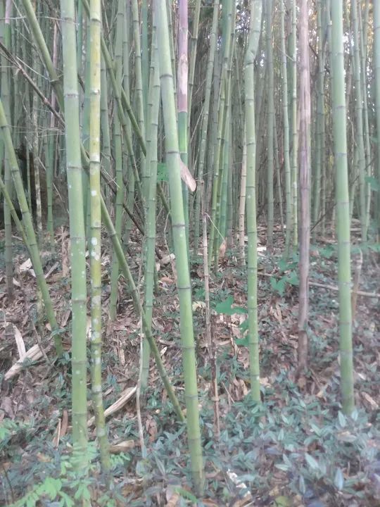 Bambu  - Foto 4
