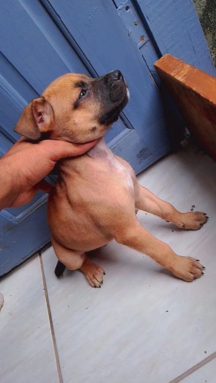 Pitbull tradicional  - Foto 4